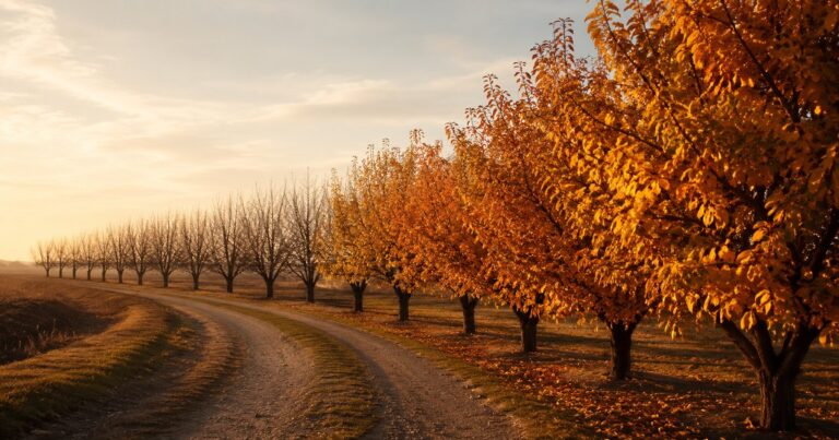 A curving orchard row where the foreground trees stand in full golden late-summer canopy and the same row recedes into bare winter branches in the distance — illustrating a contractor's workforce at its seasonal peak and its dormant low, the swing the workers compensation audit reconciles against the policy estimate.